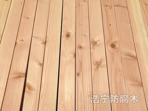 花旗松
